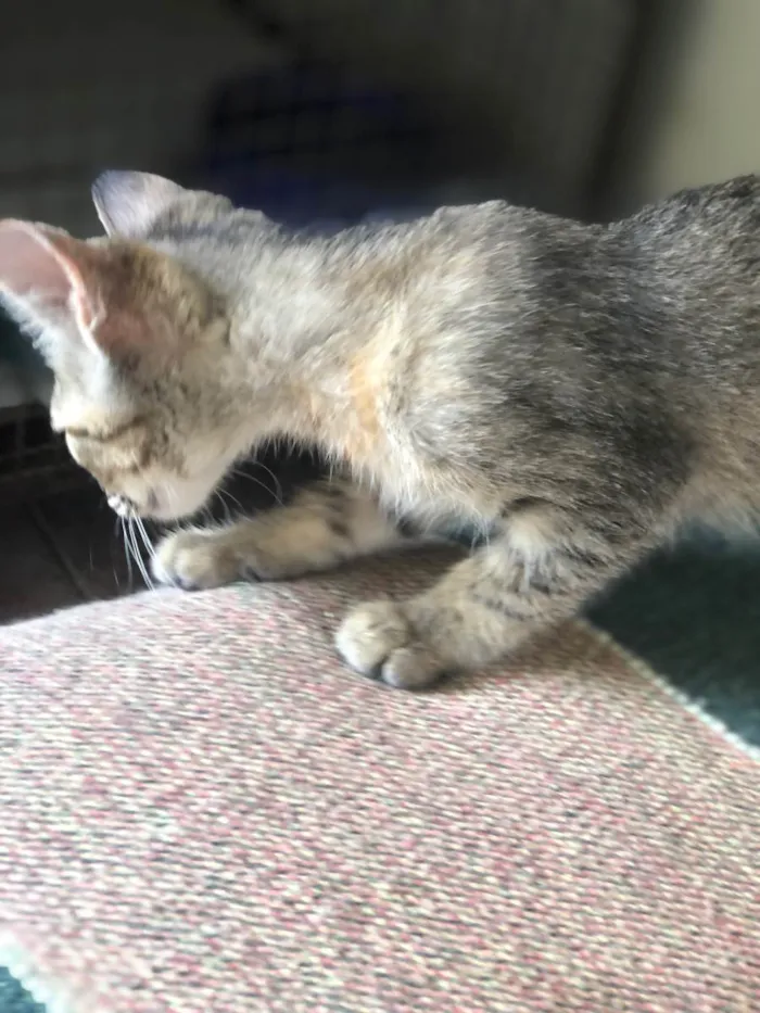 Gato ra a SRD-ViraLata idade 2 a 6 meses nome Lilith