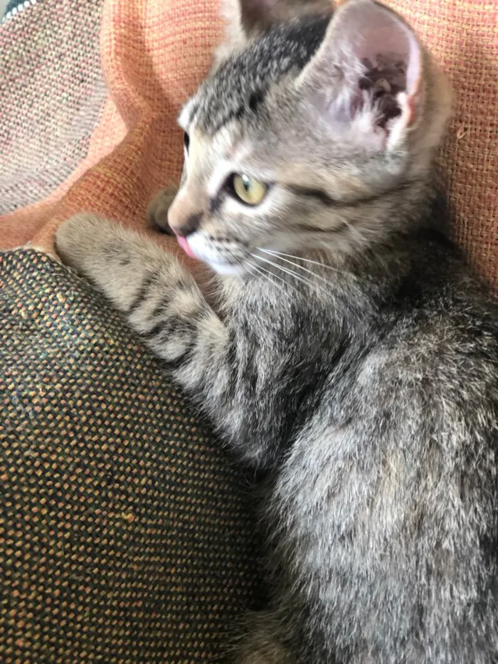 Gato ra a SRD-ViraLata idade 2 a 6 meses nome Lilith