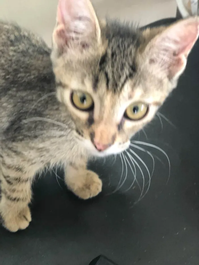 Gato ra a SRD-ViraLata idade 2 a 6 meses nome Lilith