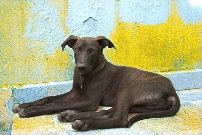 Cachorro ra a SRD-ViraLata idade 2 a 6 meses nome THIAGUINHO