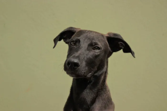 Cachorro ra a SRD-ViraLata idade 2 a 6 meses nome THIAGUINHO