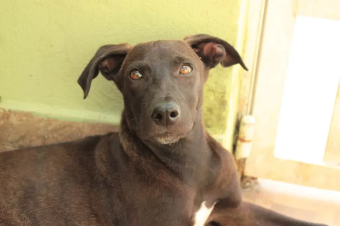 Cachorro ra a SRD-ViraLata idade 2 a 6 meses nome THIAGUINHO