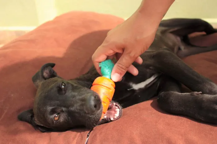 Cachorro ra a SRD-ViraLata idade 2 a 6 meses nome THIAGUINHO