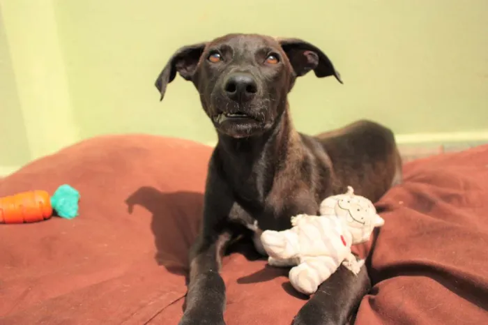 Cachorro ra a SRD-ViraLata idade 2 a 6 meses nome THIAGUINHO