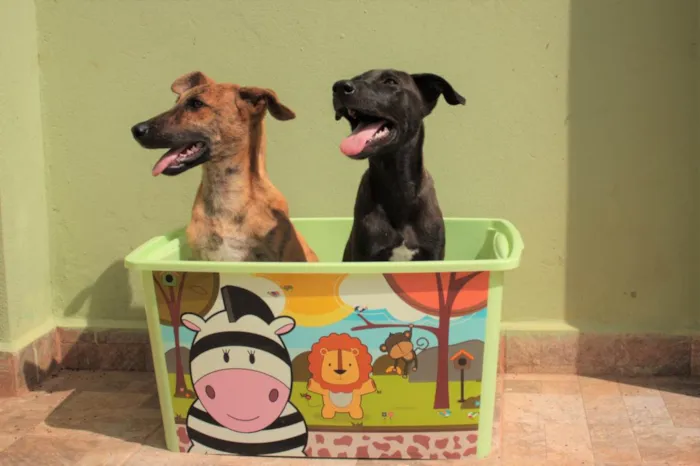 Cachorro ra a SRD-ViraLata idade 2 a 6 meses nome THIAGUINHO