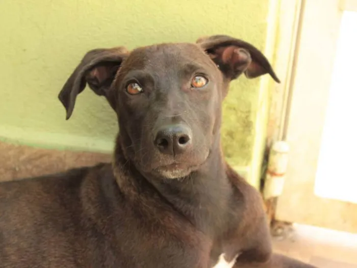 Cachorro ra a SRD-ViraLata idade 2 a 6 meses nome THIAGUINHO