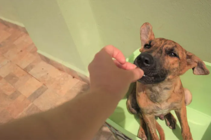 Cachorro ra a SRD-ViraLata idade 2 a 6 meses nome RODRIGUINHO