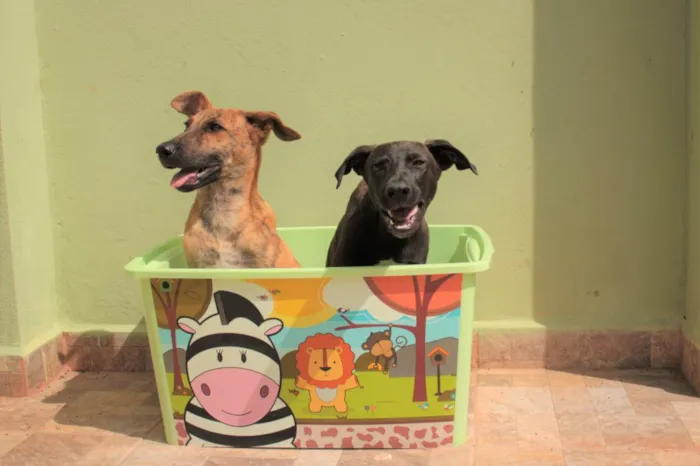 Cachorro ra a SRD-ViraLata idade 2 a 6 meses nome RODRIGUINHO