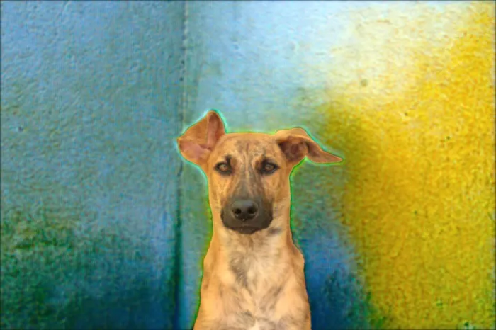 Cachorro ra a SRD-ViraLata idade 2 a 6 meses nome RODRIGUINHO