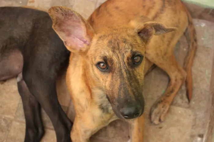 Cachorro ra a SRD-ViraLata idade 2 a 6 meses nome RODRIGUINHO