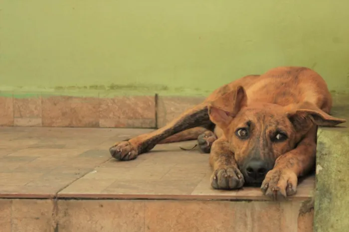 Cachorro ra a SRD-ViraLata idade 2 a 6 meses nome RODRIGUINHO