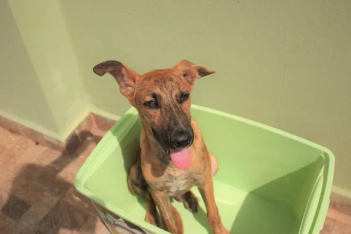 Cachorro ra a SRD-ViraLata idade 2 a 6 meses nome RODRIGUINHO