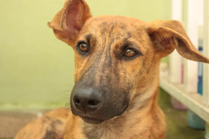 Cachorro ra a SRD-ViraLata idade 2 a 6 meses nome RODRIGUINHO