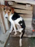 HOLLY