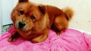 Cachorro ra a Chow Chow idade 6 ou mais anos nome Simba