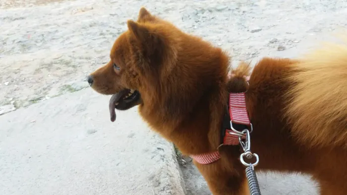 Cachorro ra a Chow Chow idade 6 ou mais anos nome Simba