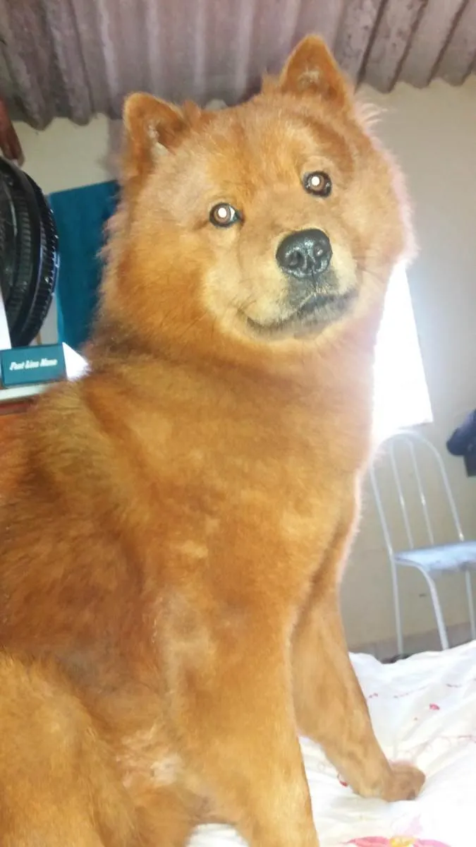 Cachorro ra a Chow Chow idade 6 ou mais anos nome Simba