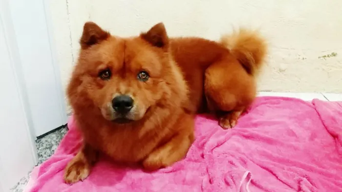 Cachorro ra a Chow Chow idade 6 ou mais anos nome Simba