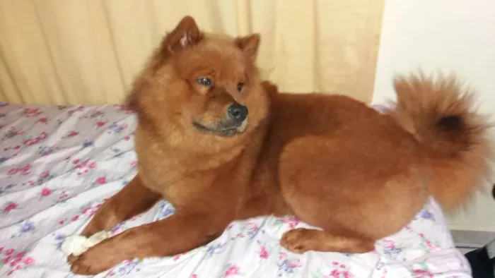 Cachorro ra a Chow Chow idade 6 ou mais anos nome Simba