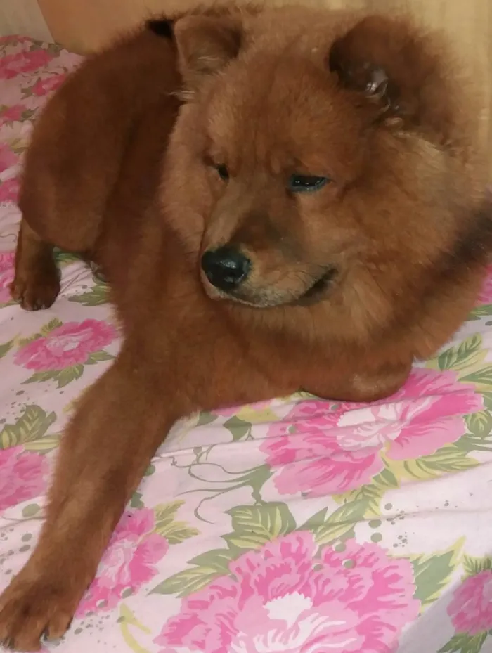 Cachorro ra a Chow Chow idade 6 ou mais anos nome Simba