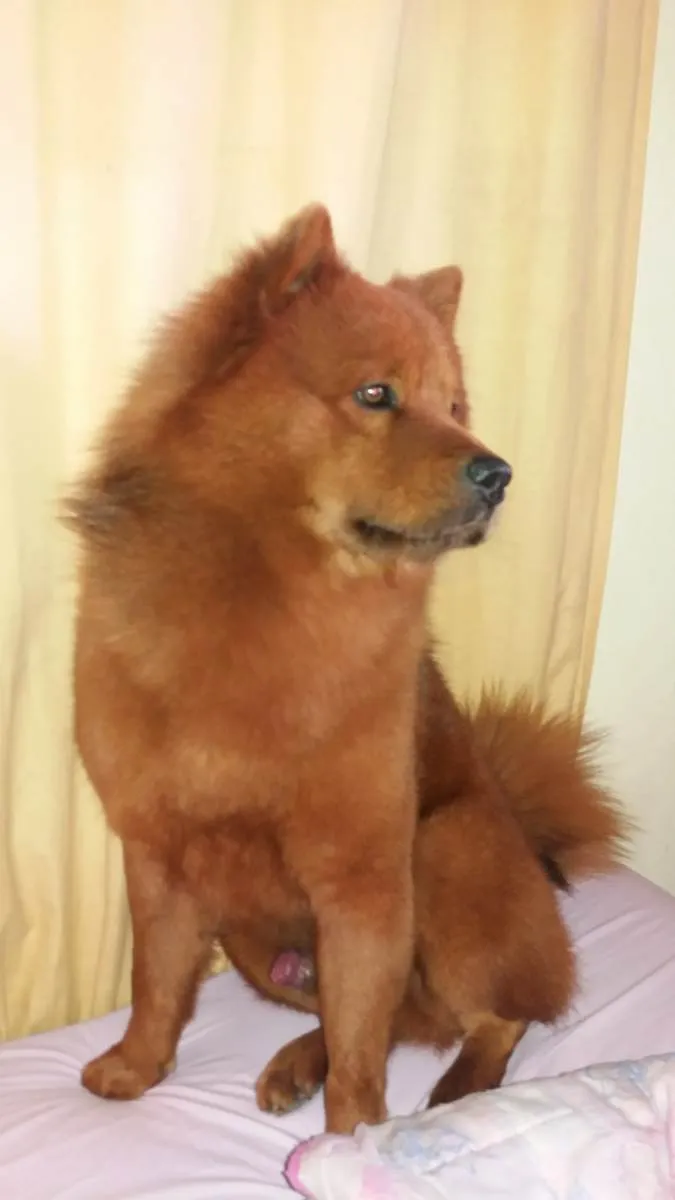 Cachorro ra a Chow Chow idade 6 ou mais anos nome Simba