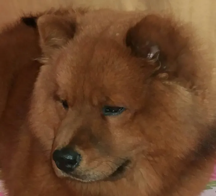 Cachorro ra a Chow Chow idade 6 ou mais anos nome Simba