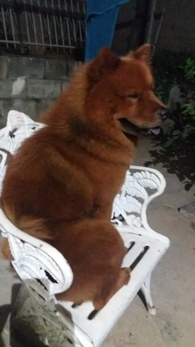 Cachorro ra a Chow Chow idade 6 ou mais anos nome Simba