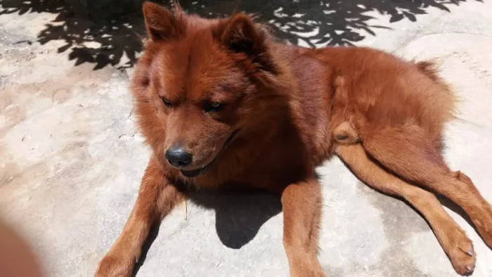 Cachorro ra a Chow Chow idade 6 ou mais anos nome Simba