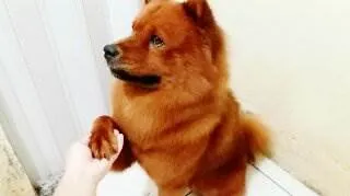 Cachorro ra a Chow Chow idade 6 ou mais anos nome Simba