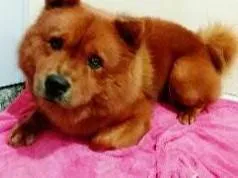 Cachorro ra a Chow Chow idade 6 ou mais anos nome Simba