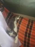 Zoia