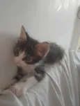 Zoia