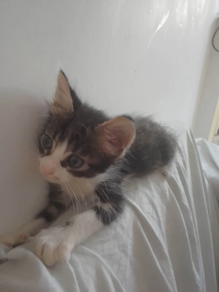 Gato raça Não sei idade Abaixo de 2 meses nome Zoia