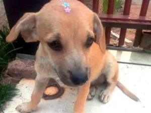 Cachorro raça SRD idade 2 a 6 meses nome Mel