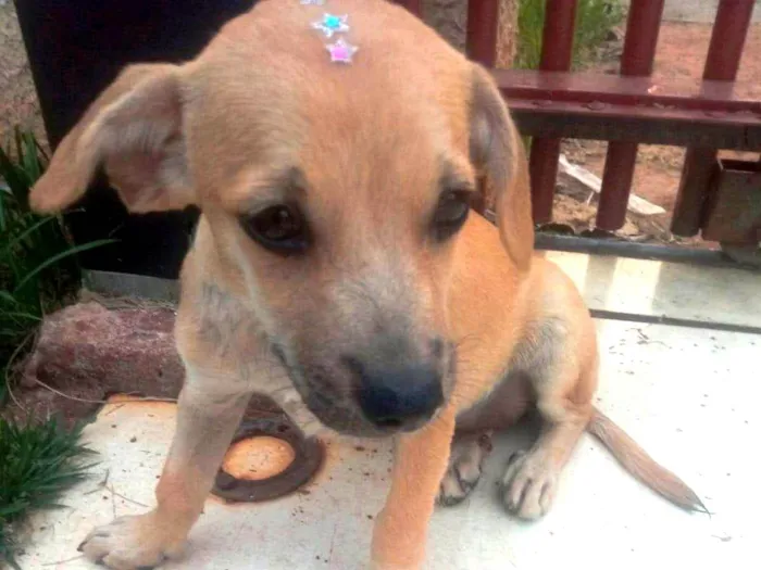 Cachorro ra a SRD idade 2 a 6 meses nome Mel