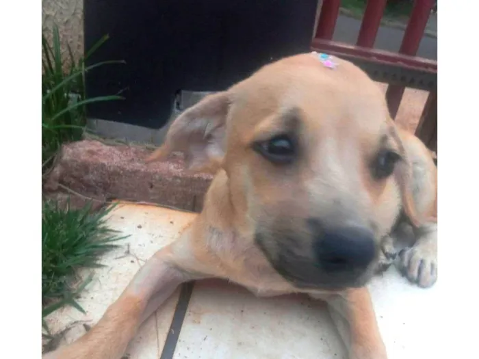 Cachorro ra a SRD idade 2 a 6 meses nome Mel