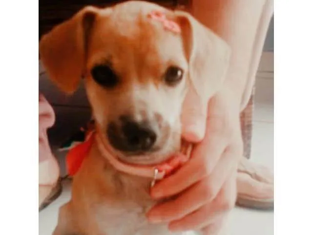 Cachorro ra a SRD idade 2 a 6 meses nome Mel