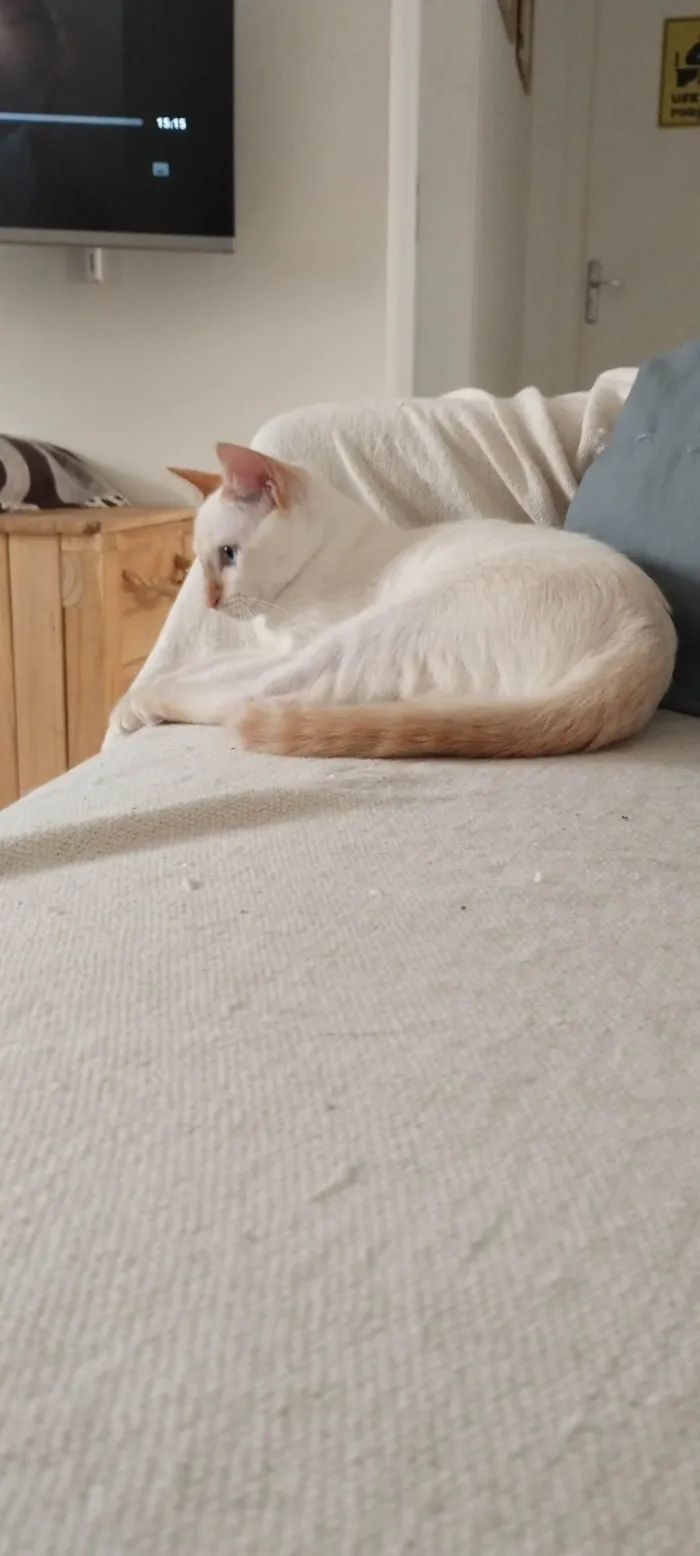 Gato ra a SRD-ViraLata idade 2 a 6 meses nome Milk 