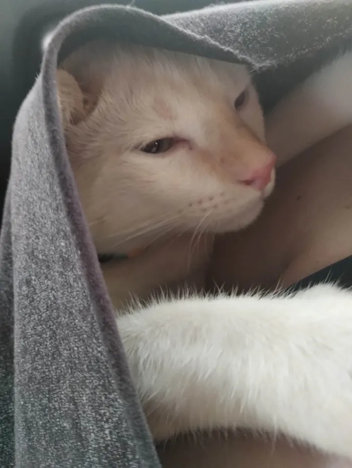 Gato ra a SRD-ViraLata idade 2 a 6 meses nome Milk 