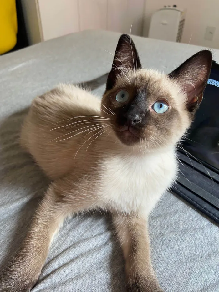 Gato ra a SRD-ViraLata idade 2 a 6 meses nome Snow