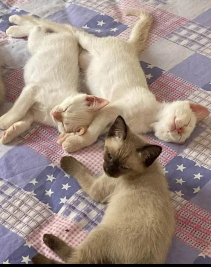 Gato ra a SRD-ViraLata idade 2 a 6 meses nome Snow