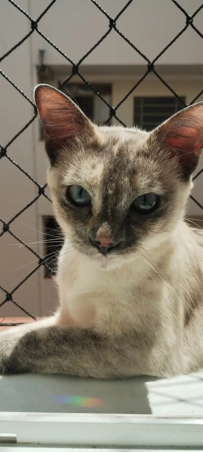 Gato ra a SRD-ViraLata idade 2 anos nome Olívia 
