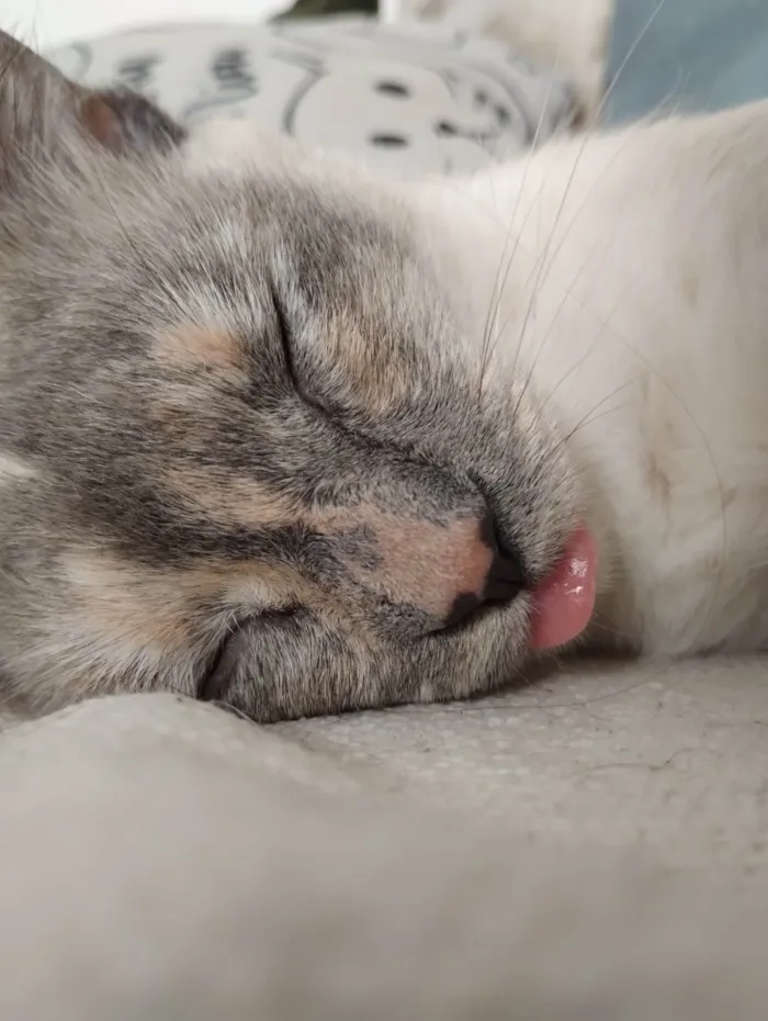 Gato ra a SRD-ViraLata idade 2 anos nome Olívia 