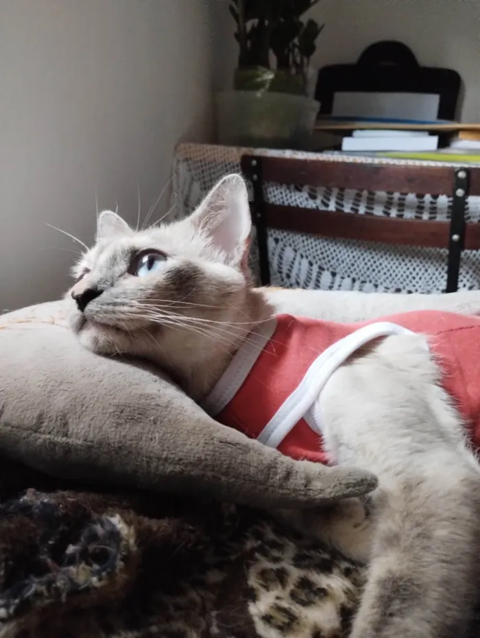 Gato ra a SRD-ViraLata idade 2 anos nome Olívia 
