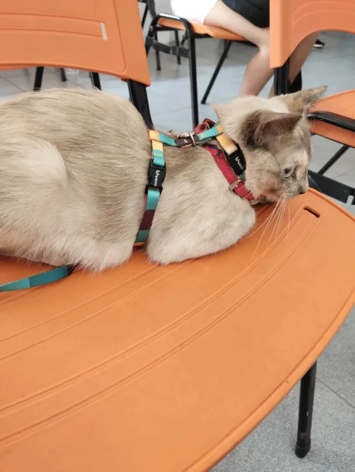 Gato ra a SRD-ViraLata idade 2 anos nome Olívia 
