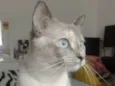Olívia 