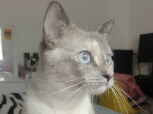 Gato raça SRD-ViraLata idade 2 anos nome Olívia 