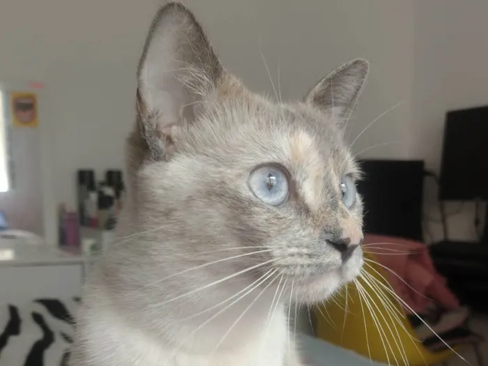 Gato ra a SRD-ViraLata idade 2 anos nome Olívia 