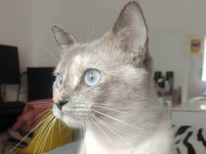 Gato ra a SRD-ViraLata idade 2 anos nome Olívia 