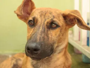 Cachorro raça SRD-ViraLata idade 2 a 6 meses nome RODRIGUINHO